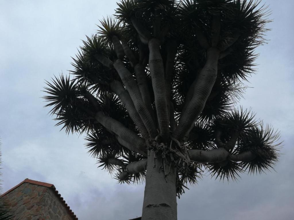 Casa El Drago-Tafira Baja Διαμέρισμα Λας Πάλμας ντε Γκραν Κανάρια Εξωτερικό φωτογραφία